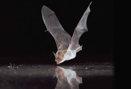 La-chauve-souris-un-vrai-vampire.jpeg