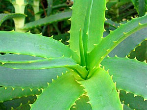 aloe-vera-1.jpg