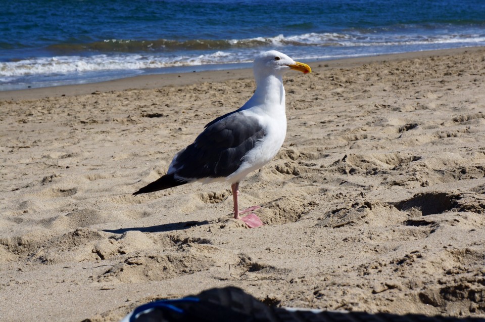 Sterne Malibu Beach 