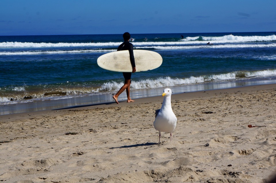 Surf Malibu Beach 