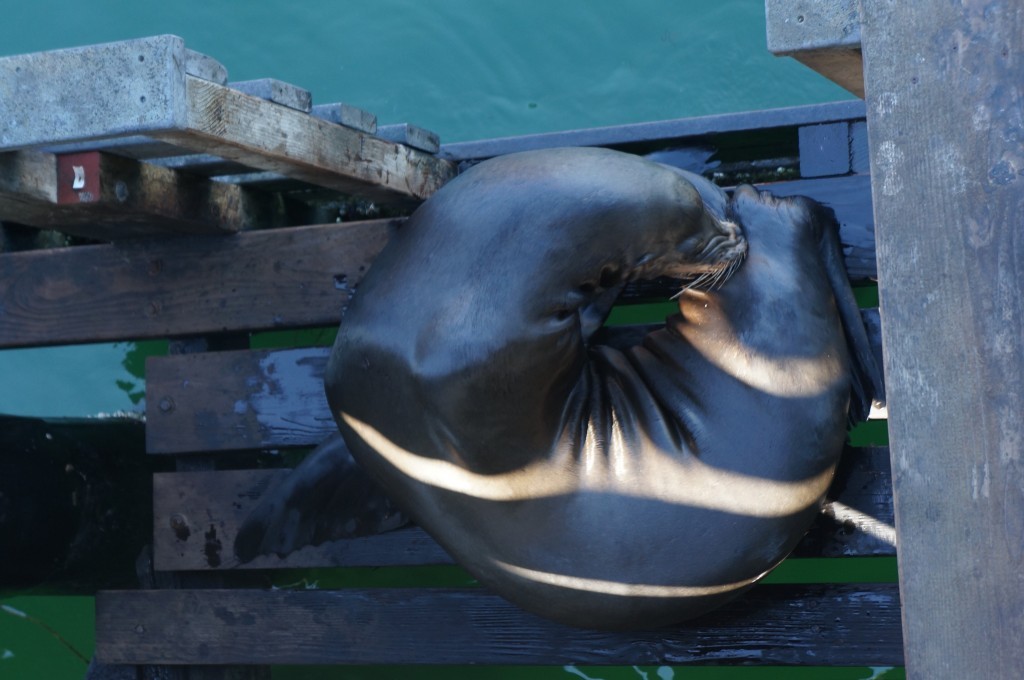 Monterey, morses sur le Pier