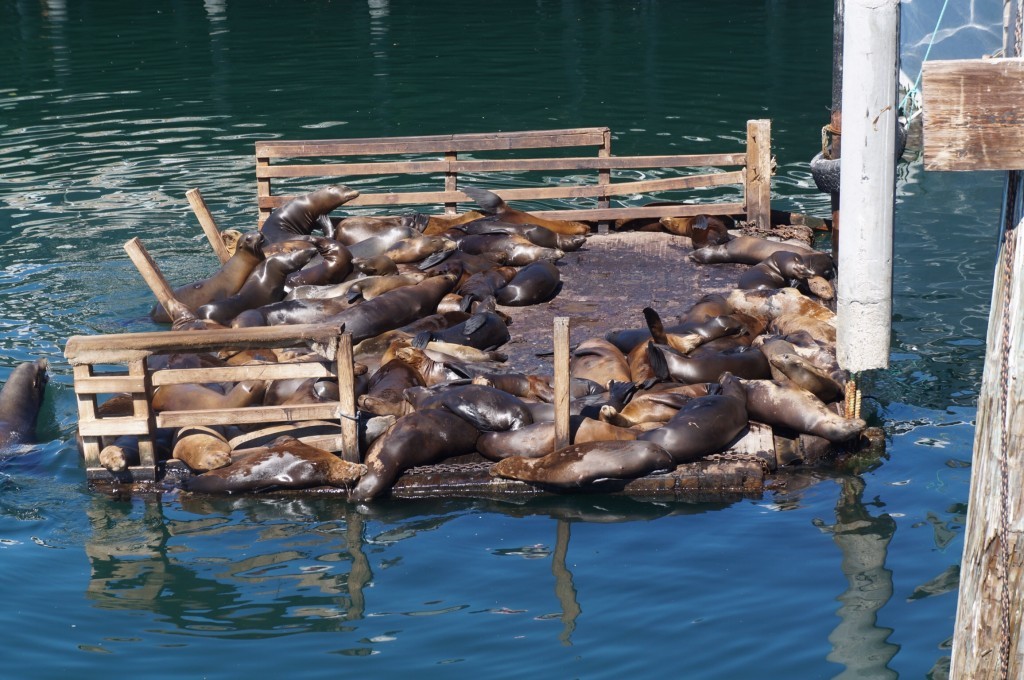 Morses Pier de Monterey