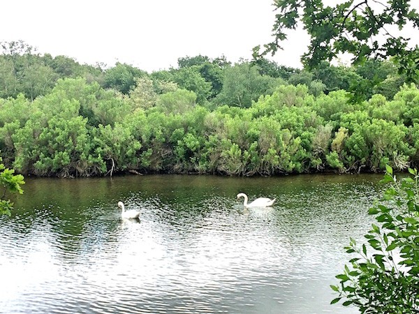 Reserve ornithologique du Teich