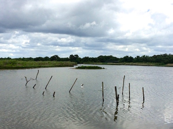 Reserve ornithologique du Teich