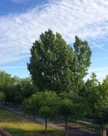 LES QUAIS DE BORDEAUX