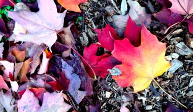 feuilles-d-automne-2016