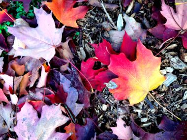 feuilles-d-automne-2016