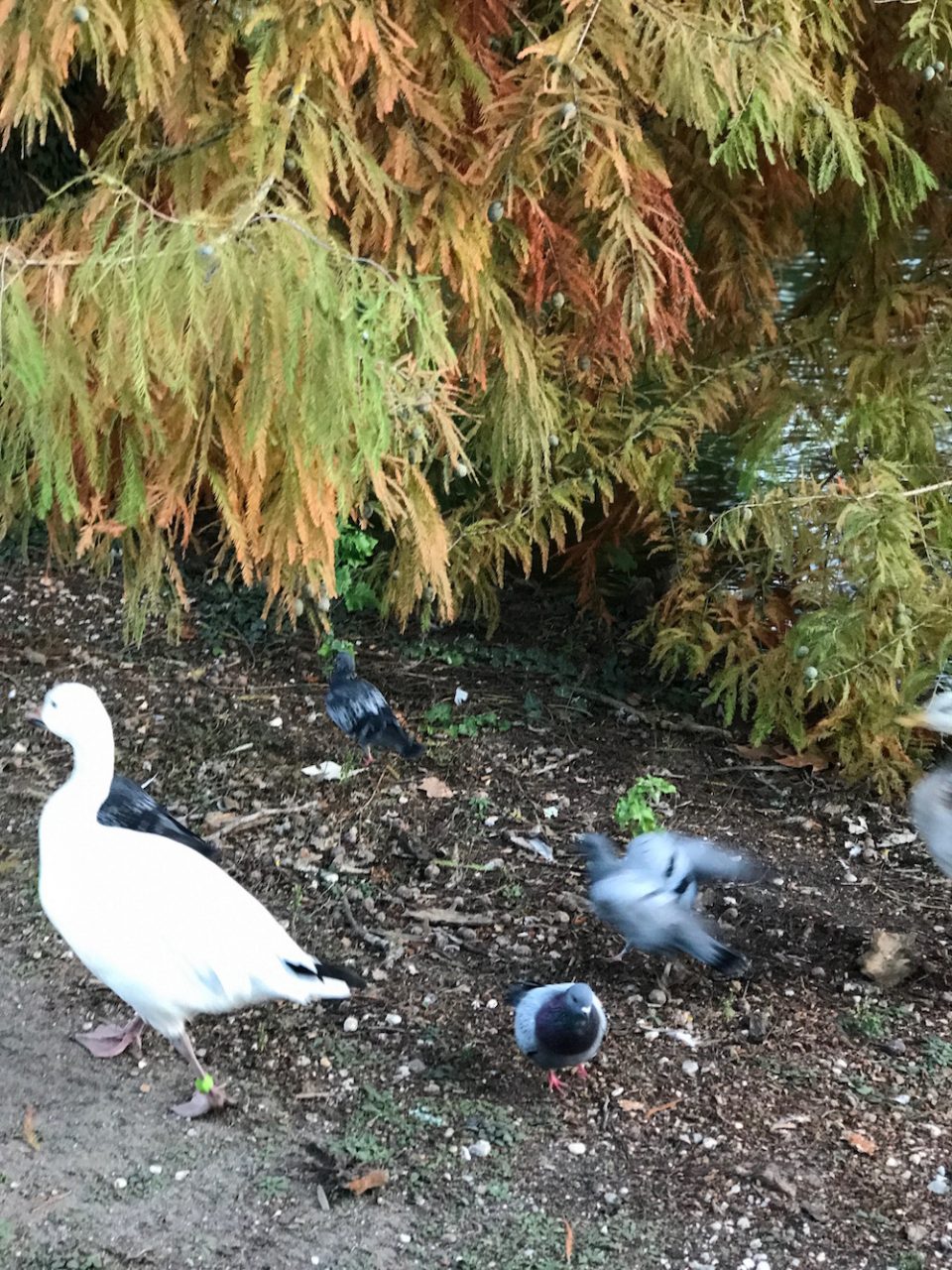 jardin-public-bordeaux