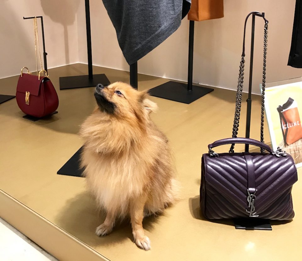 plume-pomeranien-sac-chloe-sac-saint-laurent