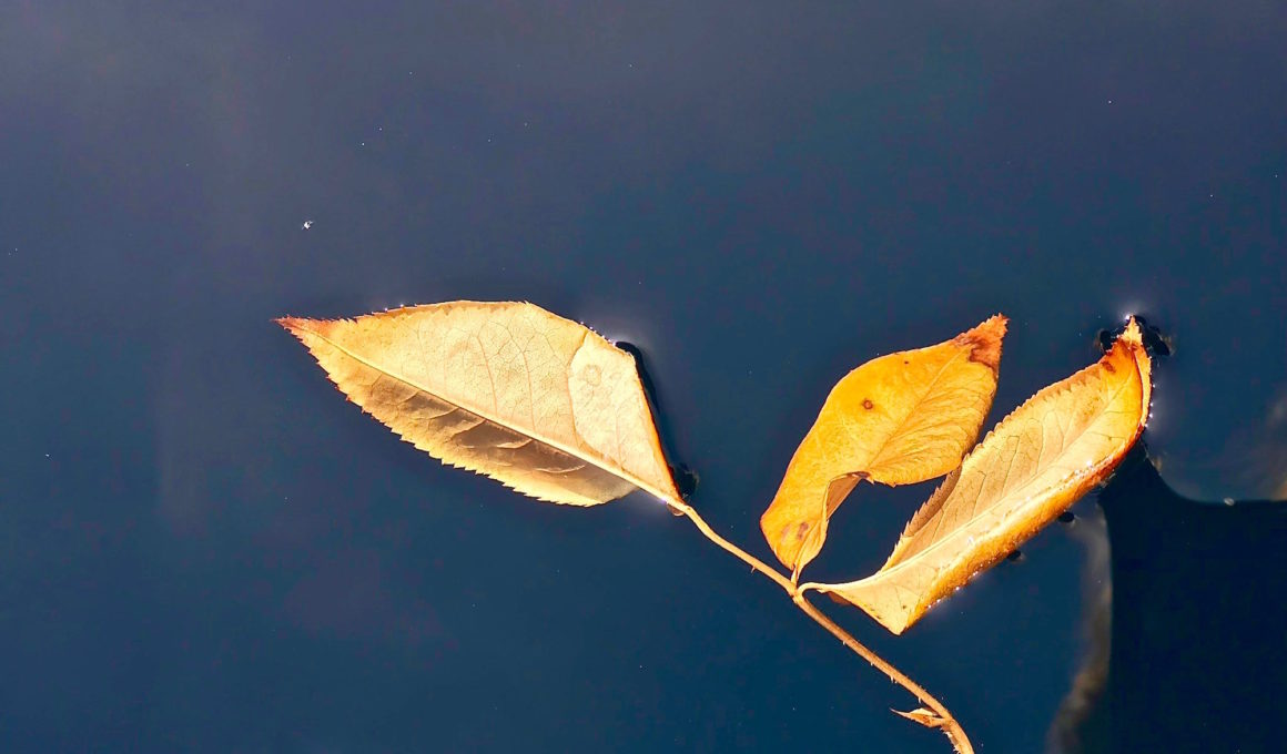 Beautiful colors of autumn