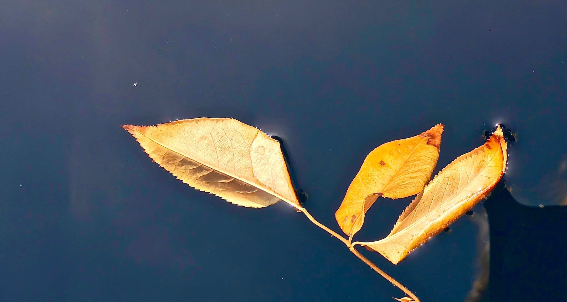 Beautiful colors of autumn