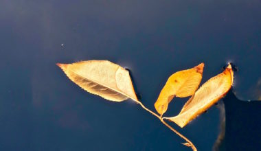 Beautiful colors of autumn